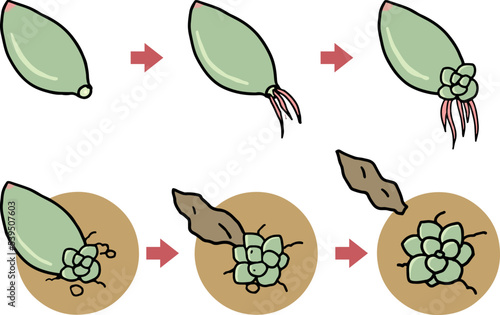 多肉植物の葉挿しの過程