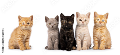 Litter of 5 different colored British Shorthair cat kittens, sitting beside each other on perfect row. All looking towards camera. isolated on a white background.
