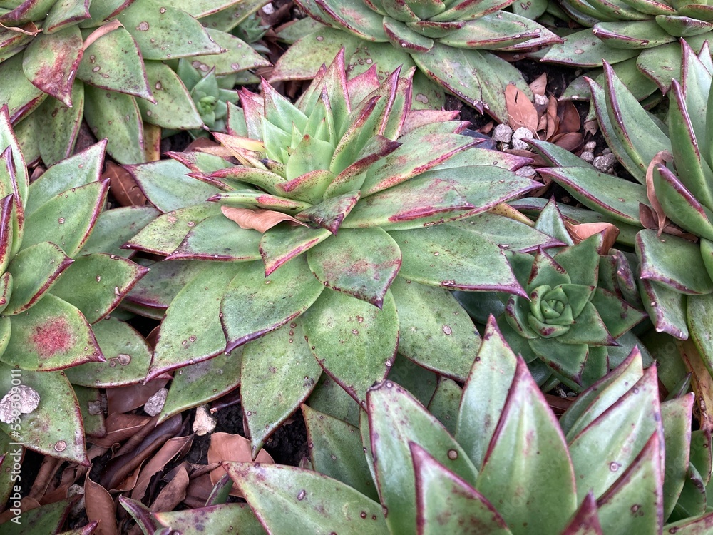Obraz premium Mexican Green agave plant in nature