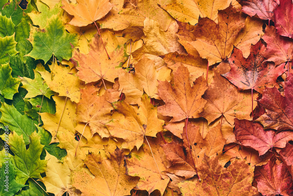 maple leaf foilage colorful. High quality photo
