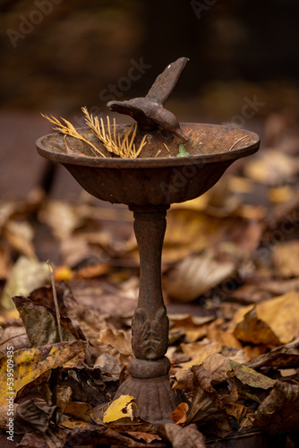 Garden drinker for birds during autumn.  photo