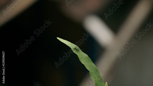 Selected focus of an ant on the green grass leaf with blur background