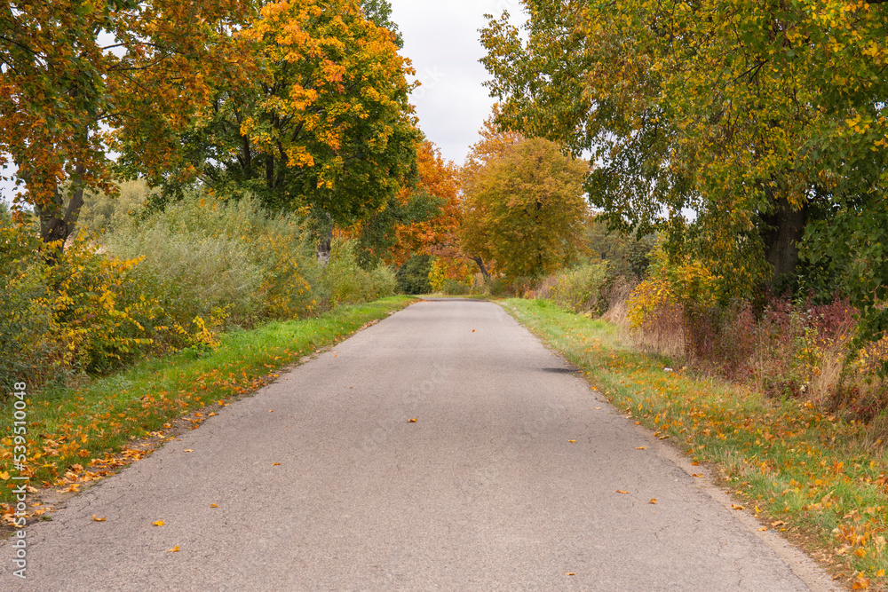 Obraz premium Autumn forest in the rays of the sun and the road in autumn colors. Day.