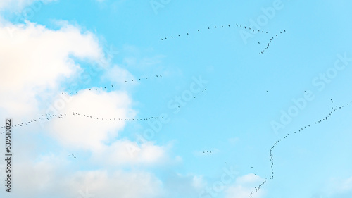 Vogelzug Vogelwanderung Kraniche auf dem Weg in den Süden