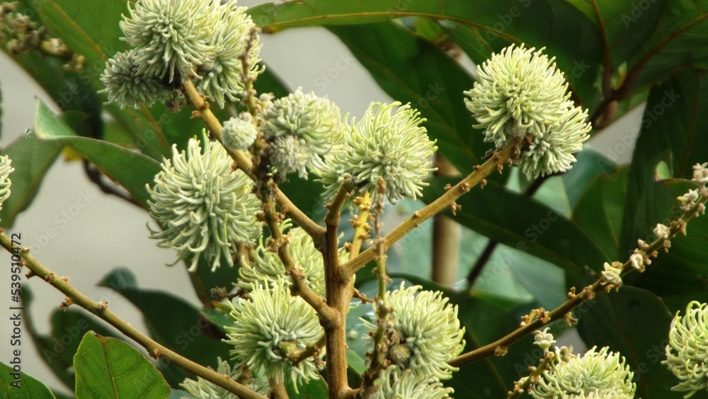 Young Rambutan Fruit Young Rambutan Fruit