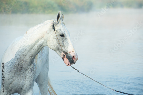 portrait of Swimming white Marwari horse in river at early frog morning. India. close up photo