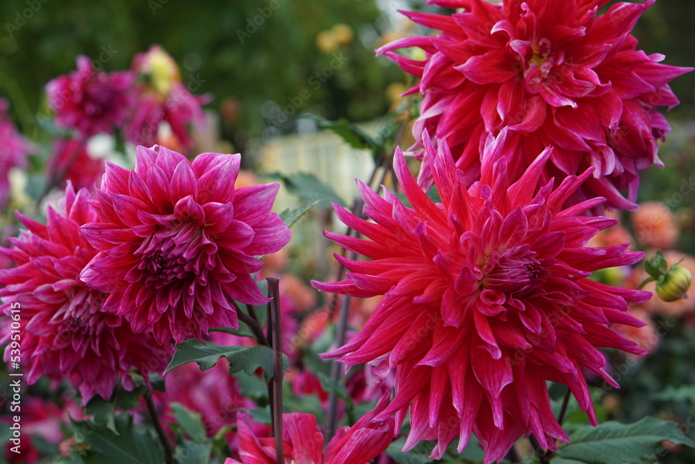Dahlia Drama Queen, photographed in Suffolk, UK, Sony a6000, dahlia, October 2022 Dahlia Drama Queen, photographed in Suffolk, UK, Sony a6000, dahlia, October 2022