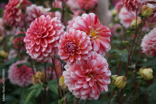 Dahlia Strawberry Queen, photographed in Suffolk, UK, Sony a6000, dahlia, October 2022