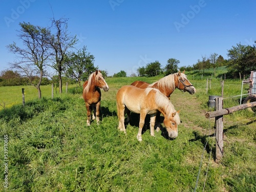 Three brown horses, one with his head down, on a grassy pasture near a wooden fence, in broad daylight © Leove