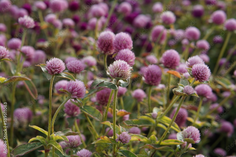 Gomphrena purple, photographed in Suffolk in UK, October 2022, sony a6000 Gomphrena purple, photographed in Suffolk in UK, October 2022, sony a6000