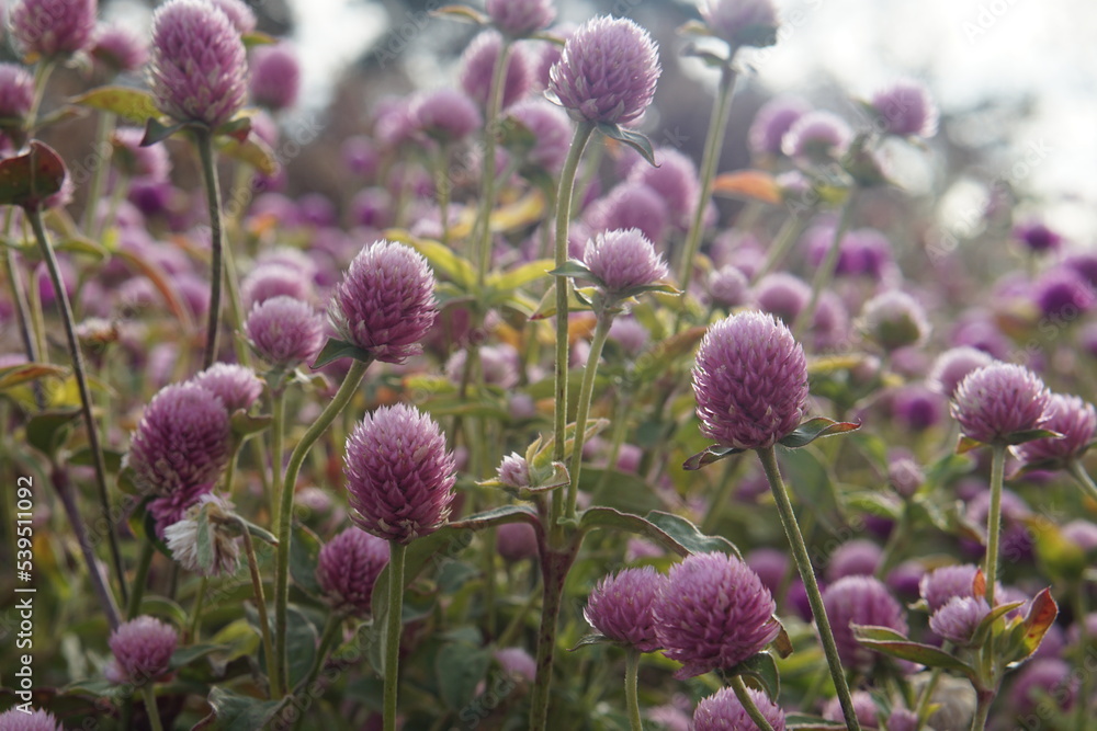 Gomphrena purple, photographed in Suffolk in UK, October 2022, sony a6000 Gomphrena purple, photographed in Suffolk in UK, October 2022, sony a6000