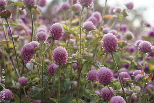 Gomphrena purple  photographed in Suffolk in UK  October 2022  sony a6000
