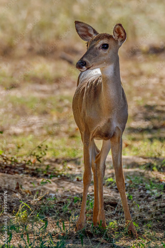 Young deer standing and watching. Young deer standing and watching.