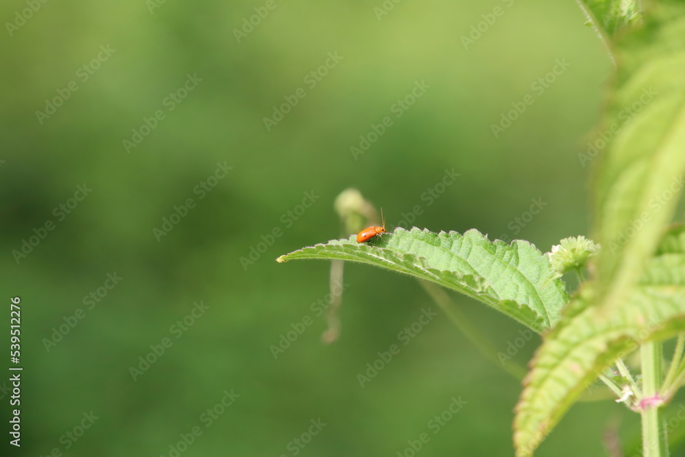 Pumpkin Beetle Insect on a leaf Pumpkin Beetle Insect on a leaf