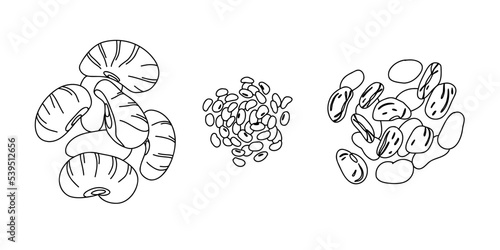 Set of beans in line-art style. A handful of red beans, white beans and lima beans.
