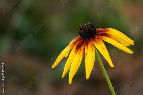 Hairy robin growing in the meadow