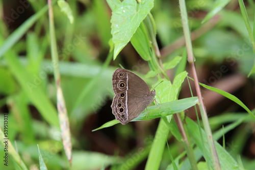 Dark banded bush brown butterfly in a park