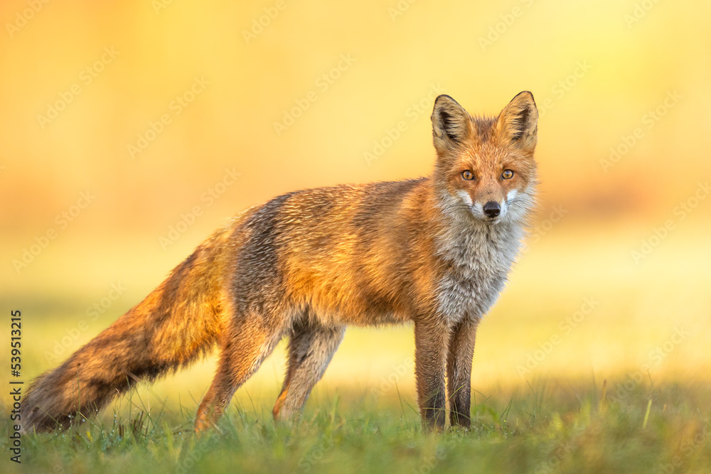 Fox Vulpes vulpes in autumn scenery, Poland Europe, animal walking among winter meadow in orange background Fox Vulpes vulpes in autumn scenery, Poland Europe, animal walking among winter meadow in orange background