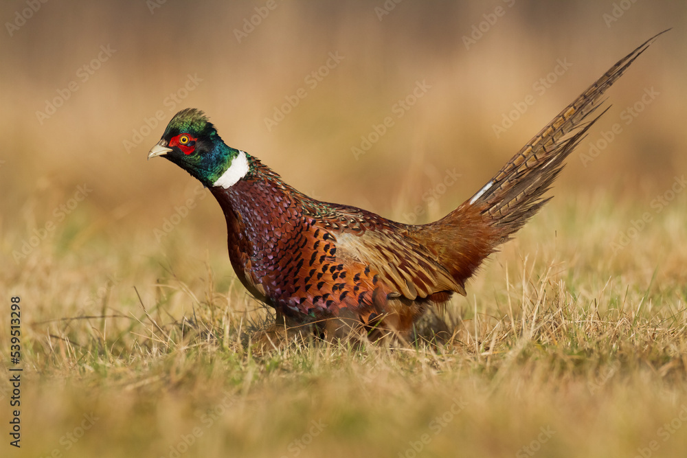 Fototapeta premium Common pheasant Phasianus colchius Ring-necked pheasant in natural habitat, autumn background, grassland 