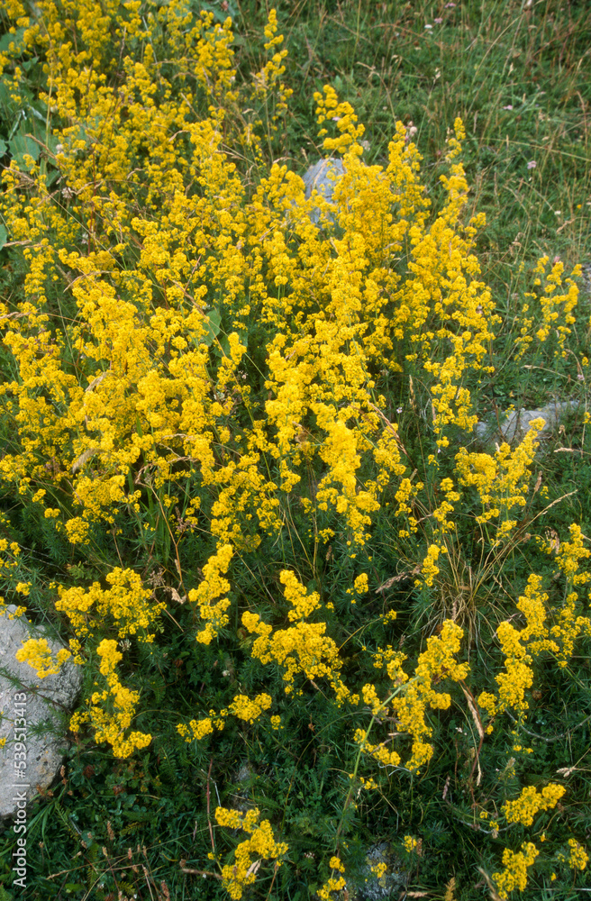 Caille lait jaune, Galium verum Caille lait jaune, Galium verum