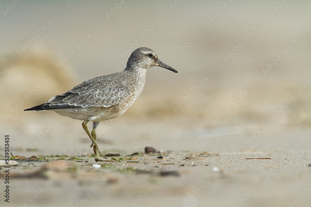 Shorebird - juvenile Calidris canutus, Red Knot on the Baltic Sea shore, migratory bird Poland Europe Shorebird - juvenile Calidris canutus, Red Knot on the Baltic Sea shore, migratory bird Poland Europe