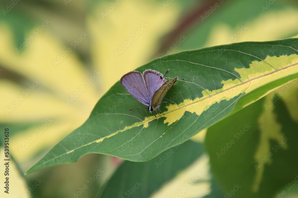 Plains Cupid Plains Cupid