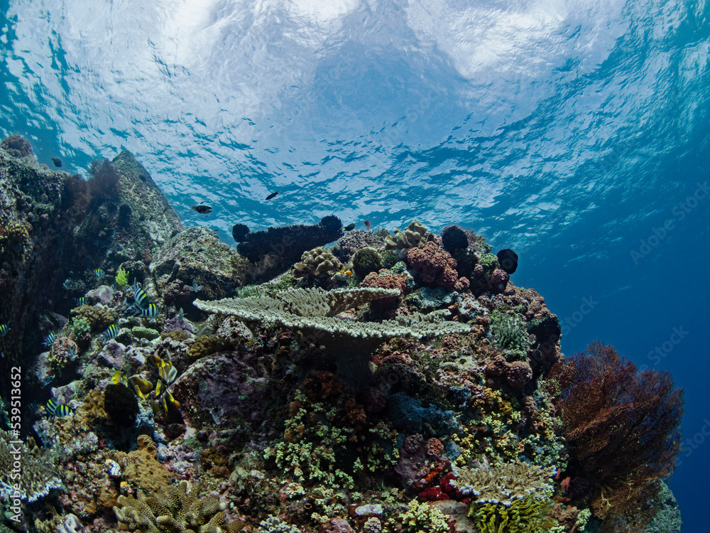 Beautifully overgrown reef top in Indonesia Beautifully overgrown reef top in Indonesia