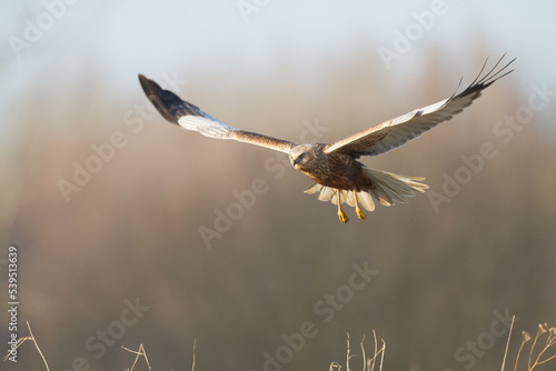 Flying Birds of prey Marsh harrier Circus aeruginosus, hunting time Poland Europe