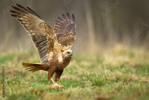 Flying Birds of prey Marsh harrier Circus aeruginosus, hunting time Poland Europe