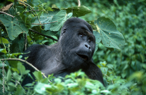 Gorille des montagnes, Gorilla beringei beringei, République démocratique du Congo © JAG IMAGES