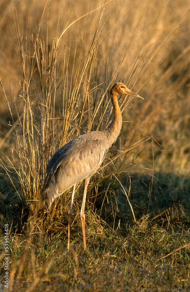 Grue antigone,.Antigone antigone, Sarus Crane, Parc national de Kealadeo, Bharatpur, Inde Grue antigone,.Antigone antigone, Sarus Crane, Parc national de Kealadeo, Bharatpur, Inde