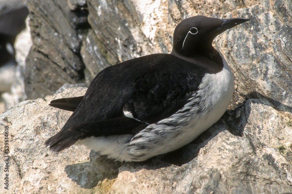 Obraz premium Guillemot de Troïl .Uria aalge; Common Murre