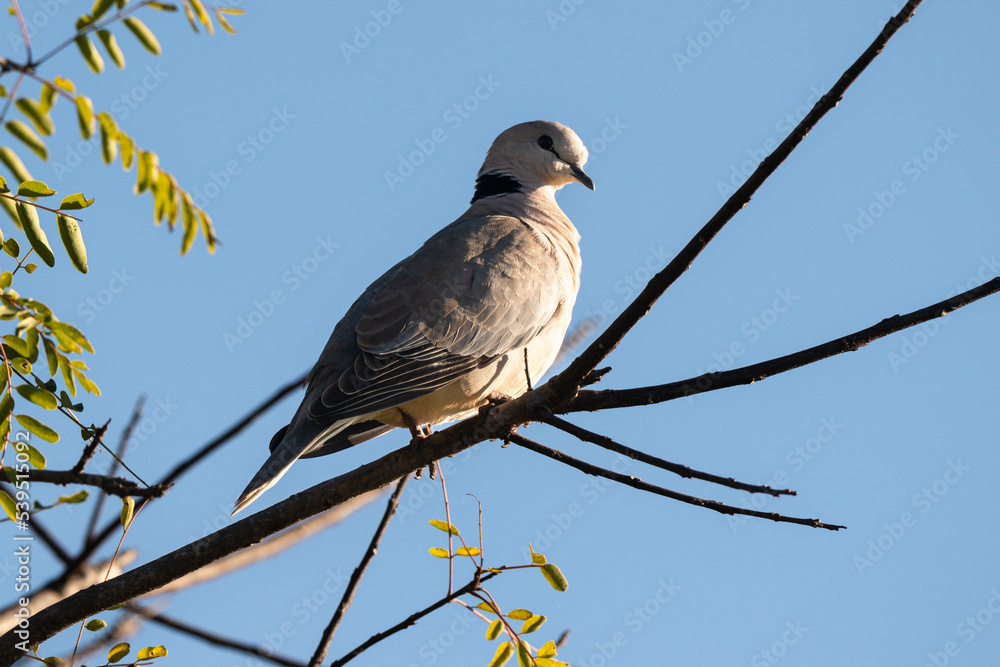 Tourterelle du Cap,. Streptopelia capicola, Ring necked Dove Tourterelle du Cap,. Streptopelia capicola, Ring necked Dove