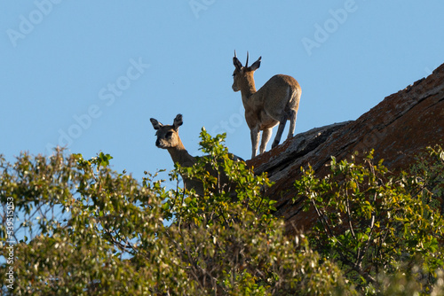 Oréotrague, klipspringer, Oreotragus oreotragus photo