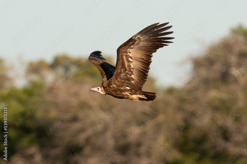 Obraz premium Vautour charognard,.Necrosyrtes monachus, Hooded Vulture