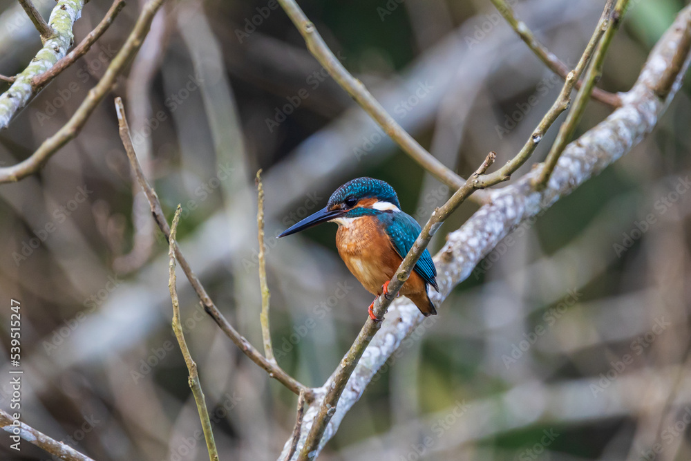 Blue-eared Kingfisher on the branch near the stream. Blue-eared Kingfisher on the branch near the stream.