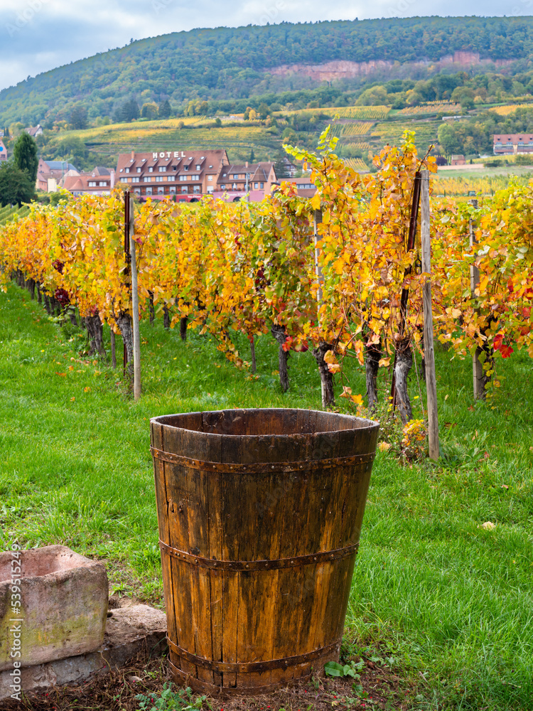 Fototapeta premium Rouffach, France - October 11, 2022: Old wooden wine container for transporting grapes in front of a vineyard along the wine road in Alsace, France