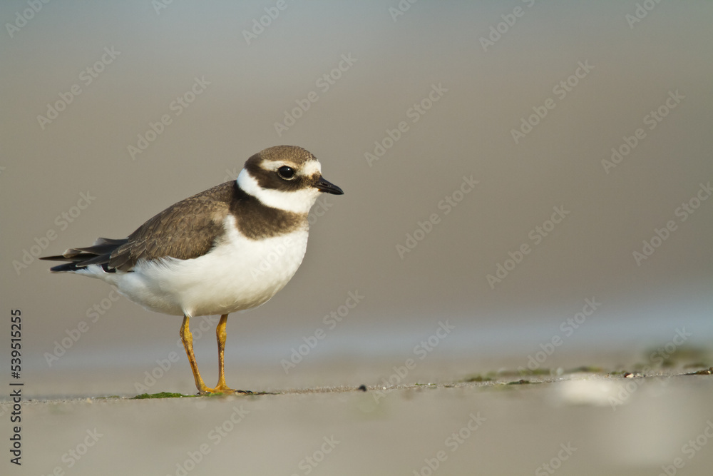 Bird Charadrius dubius, Little Ringed Plover on blurred background Bird Charadrius dubius, Little Ringed Plover on blurred background
