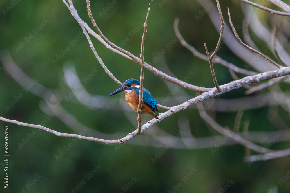 Blue-eared Kingfisher on the branch near the stream. Blue-eared Kingfisher on the branch near the stream.