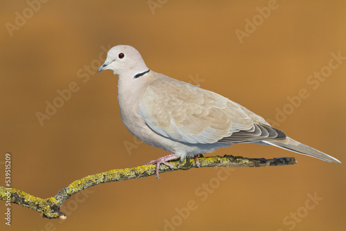Bird Pigeon Eurasian collared dove Streptopelia decaocto bird sitting on the branch, Poland Europe	
