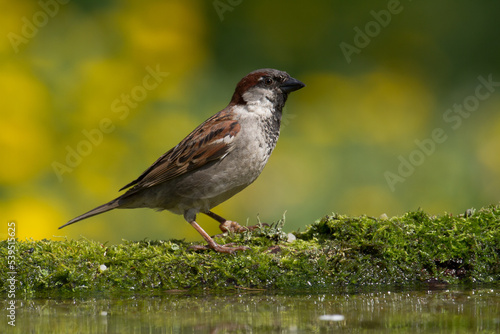 Bird - House sparrow Passer domesticus sitting on the branch