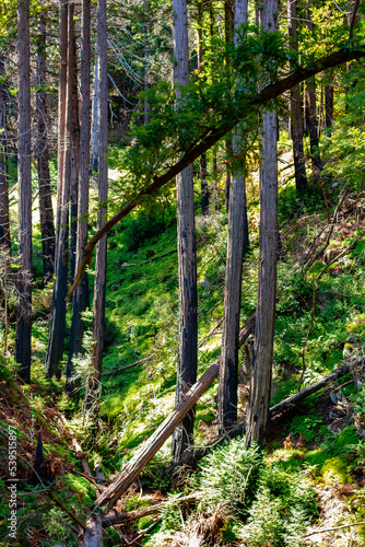 Redwood forest  Big Sur  California with trees in valley