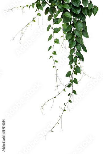 Print op canvas Green leaves Javanese treebine or Grape ivy jungle vine hanging ivy plant bush