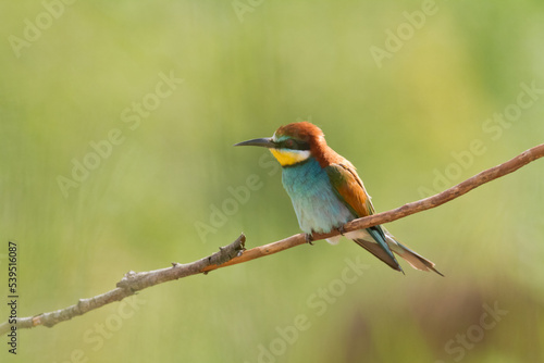 European Bee-Eater Merops apiaster perched on Branch near Breeding Colony. Wildlife scene of Nature in Northern Poland - Europe