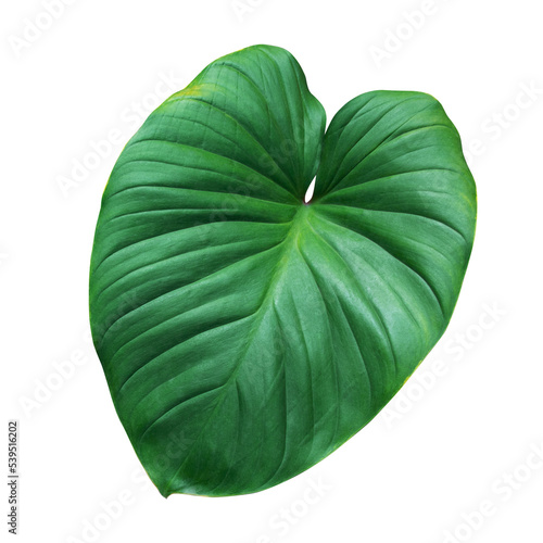 Heart shaped green leaf of Homalomena plant tropical foliage houseplant