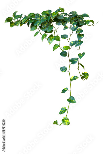 Heart shaped green variegated leaves hanging vine plant bush of devil's ivy or golden pothos houseplant