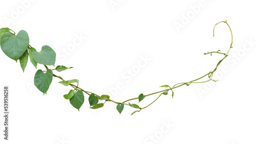 Twisted jungle vine climbing plant with heart-shaped green leaves