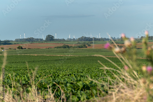 Soy fields with a road with cars and a windmill farm on the horizon photo