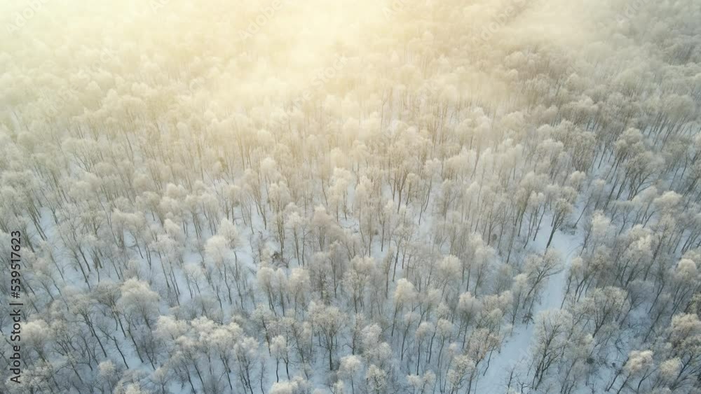 Aerial view of snow covered white forest with frozen trees in cold winter. Dense wild woodland in wintertime Aerial view of snow covered white forest with frozen trees in cold winter. Dense wild woodland in wintertime