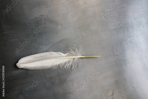 white feather on grey background